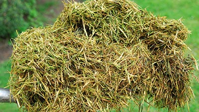 Grass clippings from a lawn mower