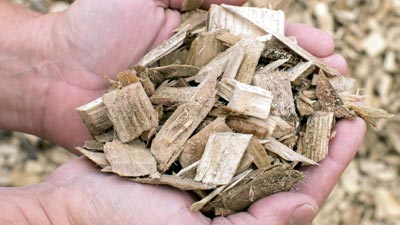 Wood chips waste